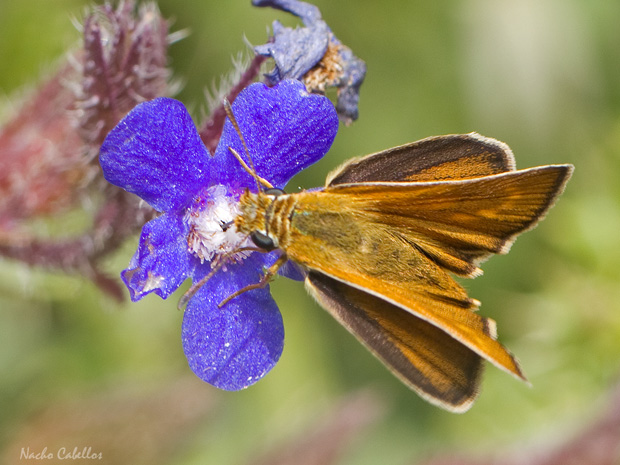 III Testing Campo de Calatrava-El Primillar. Mayo 2014.