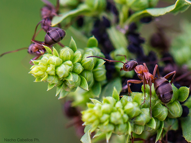 V testing PN Tablas de Daimiel. Mayo 2015.