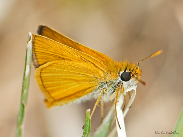 III Testing Campo de Calatrava-El Primillar. Mayo 2014.