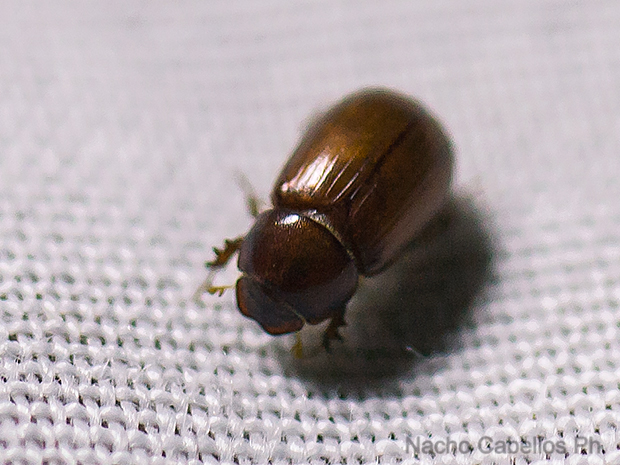 Los Pinos. Puertollano. Septiembre 2010.