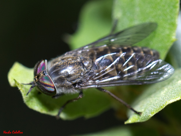 Río estena. Navas de Estena. Mayo 2012.