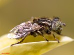 Eristalinus sepulchralis