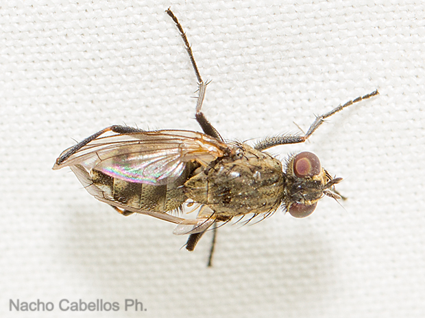 Los Barranquillos. Sierra Morena. Agosto 2016.