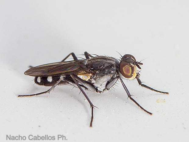 Los Barranquillos. Sierra Morena. Agosto 2016.