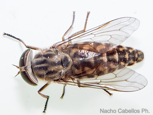 Los Barranquillos. Sierra Morena. Agosto 2016.