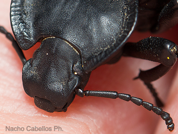 Zona de recreo en el PN de las Tabals de Daimiel.