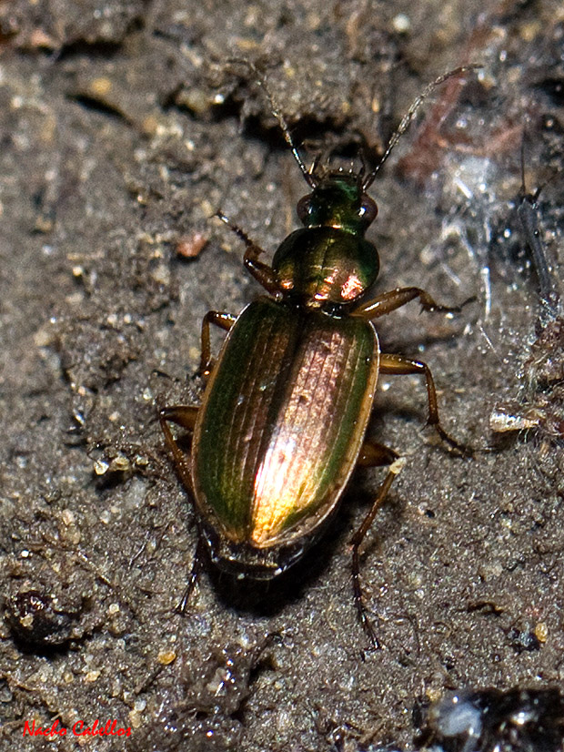 Agonum marginatum.
