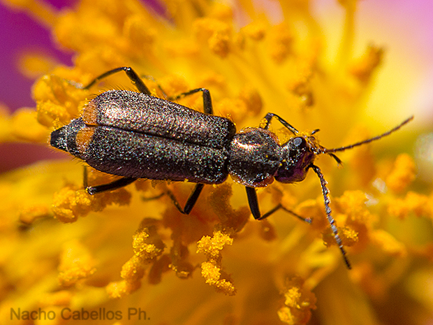 Refugio de fauna "Chico Mendes". Sierra Morena. Mayo 2012.