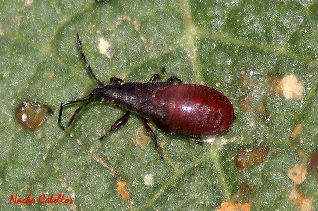 Argamasilla de Calatrava. Octubre 2009.