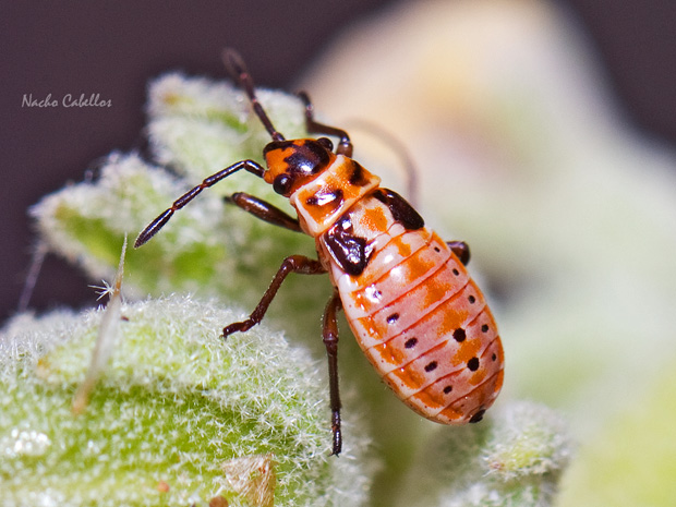 Spilostethus saxatilis
