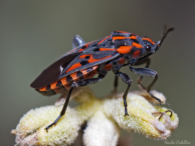 III Testing Campo de calatrava-El Primillar. Mayo 2014