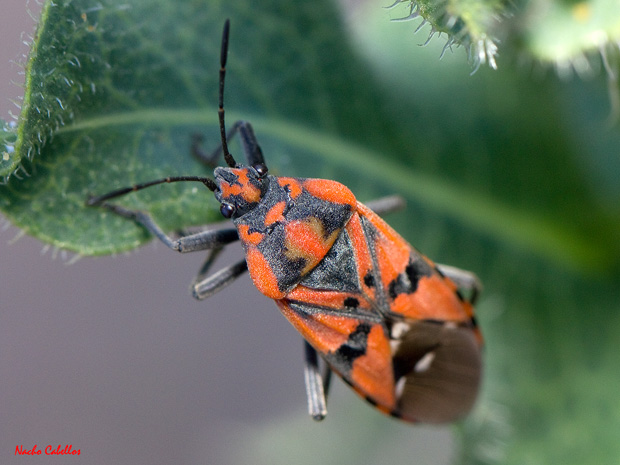 Spilostethus pandurus, en el que se aprecian las características típicas de la familia.