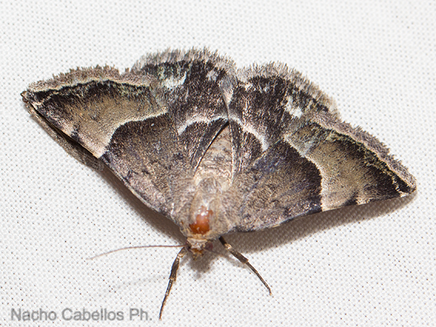 Sierra Morena. Castellar de Santiago. Agosto 2016.