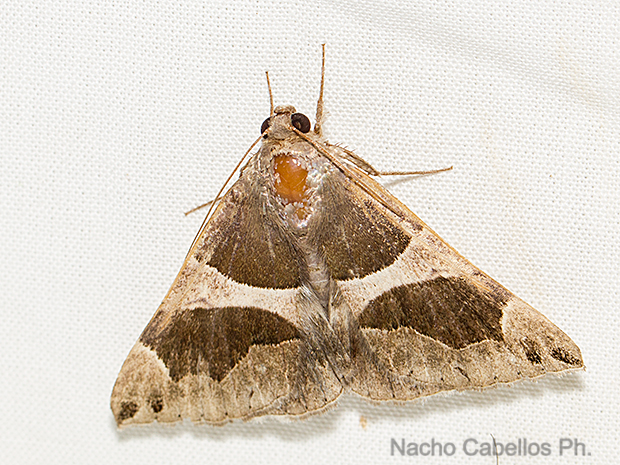 Sierra Morena. Castellar de Santiago. Agosto 2016.