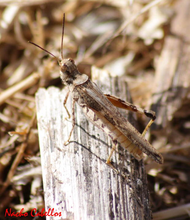 Río Jabalón. Ciudad Real. Julio 2009.