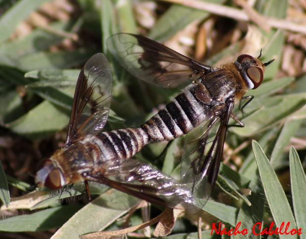 Río Jabalón. Ciudad Real. Julio 2009.