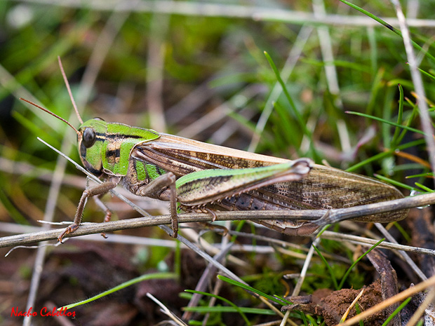 Brazatortas. Diciembre 2010.