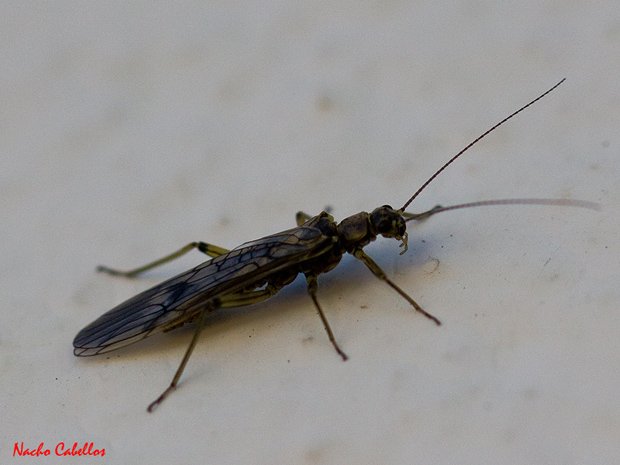 Argamasilla de Calatrava. Marzo 2011.