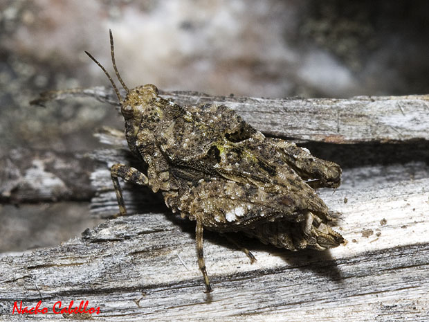 Arroyo Robledo. Fuencaliente. Marzo 2011.