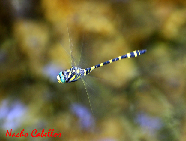 Arroyo Robledo. Fuencaliente. Junio 2010.