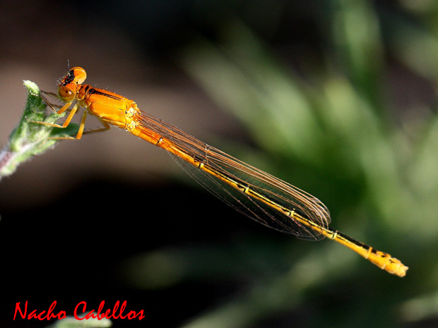 Río Tirteafuera. Argamasilla de Calatrava. Agosto 2010.