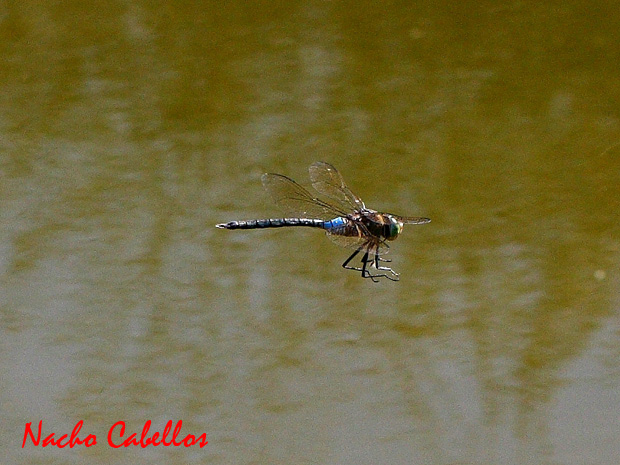 Río Tirteafuera. Argamasilla de Calatrava. Agosto 2010.