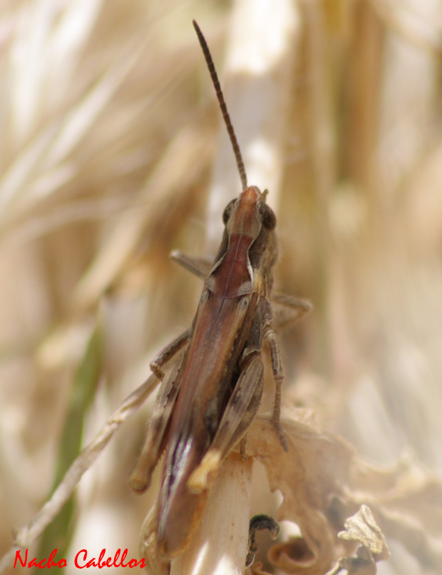 Argamasilla de Calatrava. Mayo 2009.