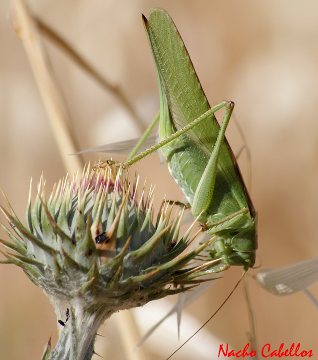 La Bienvenida. Mayo 2009.
