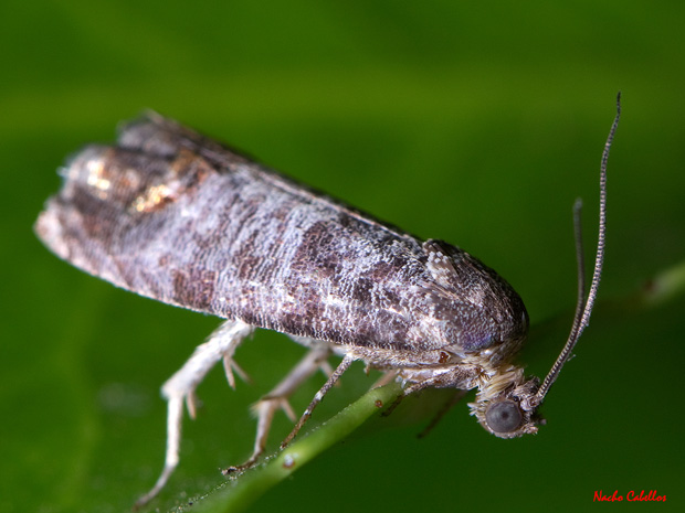 Argamasilla de Calatrava. Junio 2012.