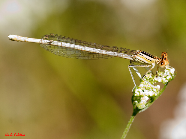 (Hembra)Molino de Geldres. Río Guadiana. Corral de Calatrava. Junio 2012.