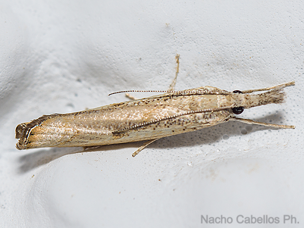 Las Virtudes. Septiembre 2013.