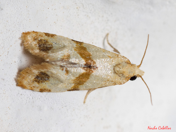 Las Virtudes. Septiembre 2013.