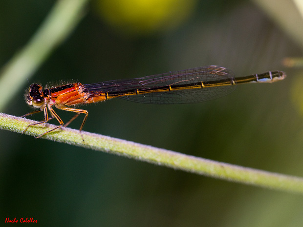 (Hembra) Laguna de Caracuel. Mayo 2011.