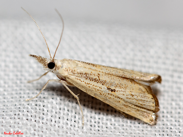 Los Pinos. Puertollano. Septiembre 2012. 