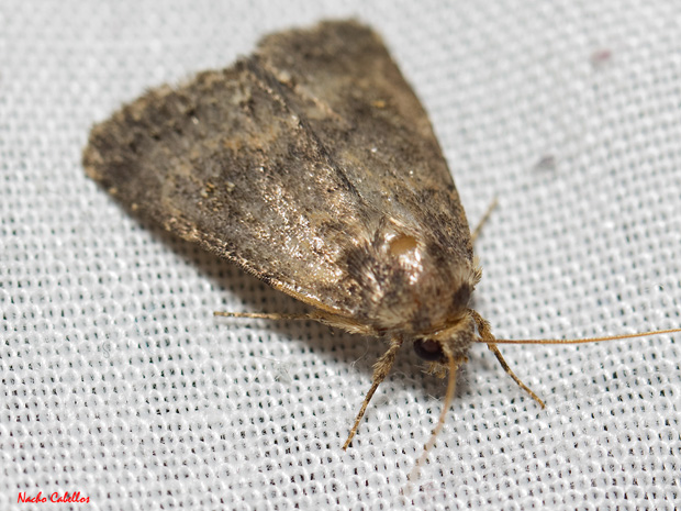 Los Pinos. Puertollano. Septiembre 2012