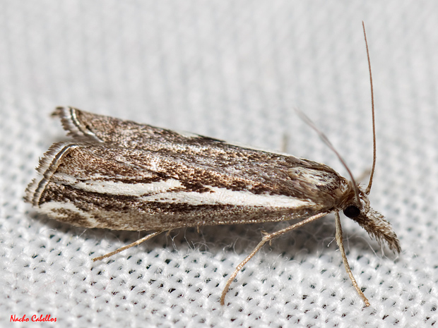 Los Pinos. Puertollano. Septiembre 2012.