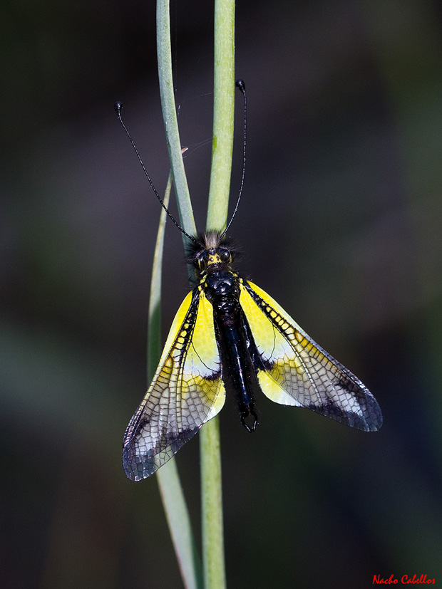 Los Pinos. Puertollano. Mayo 2011.