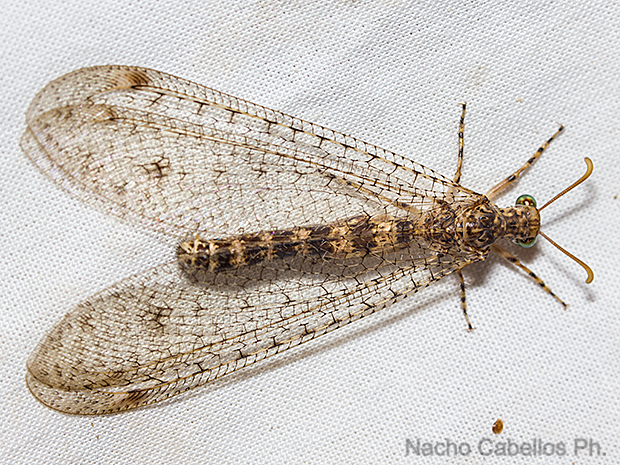Sierra Morena. Castellar de Santiago. Agosto 2016.