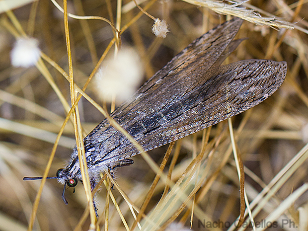 Sierra Morena. Castellar de Santiago. Agosto 2016.