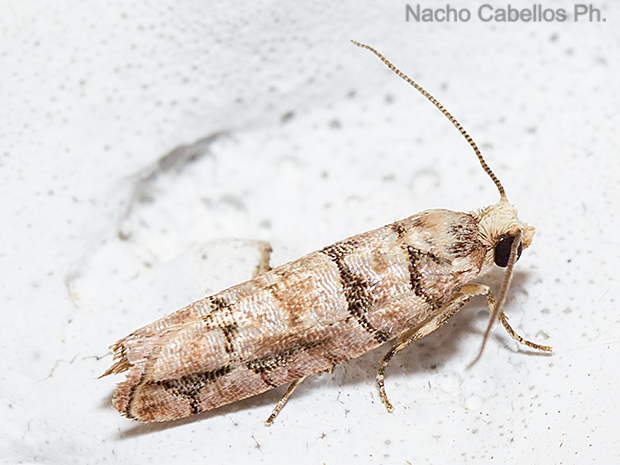 Las Virtudes. Septiembre 2016.