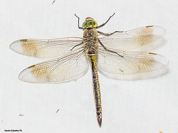 Anax parthenope
