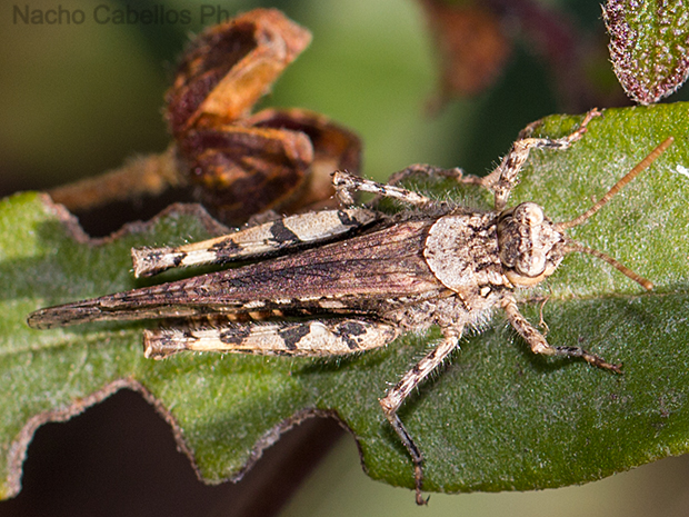 Los Pinos. Puertollano. Febrero 2012.