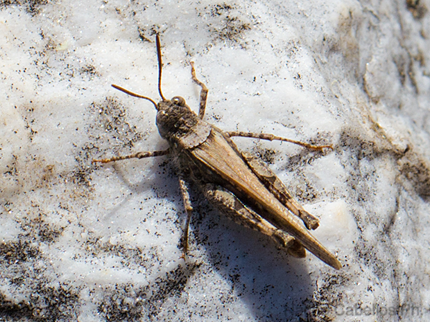Los Pinos. Puertollano. Febrero 2012.