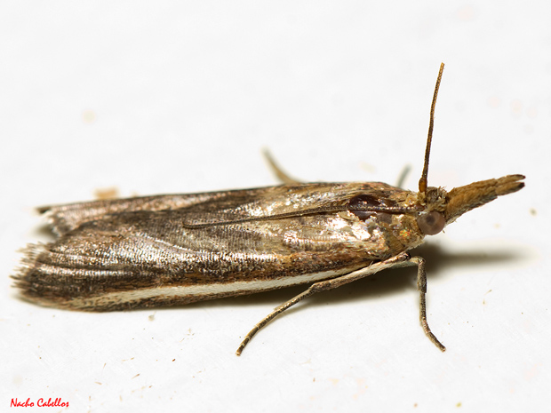 II Testing PN Cabañeros. Mayo 2012.