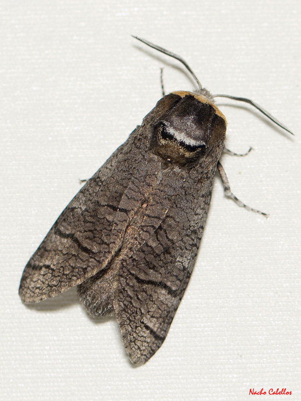 II Testing PN de Cabañeros. Mayo 2012.