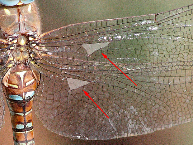 Detalle del ala de Aeshna mixta, en le que se aprecian los triángulos discoidales orientados en sentido longitudinal del ala.