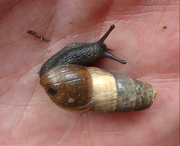 Argamasilla de Calatrava. Abril 2008.