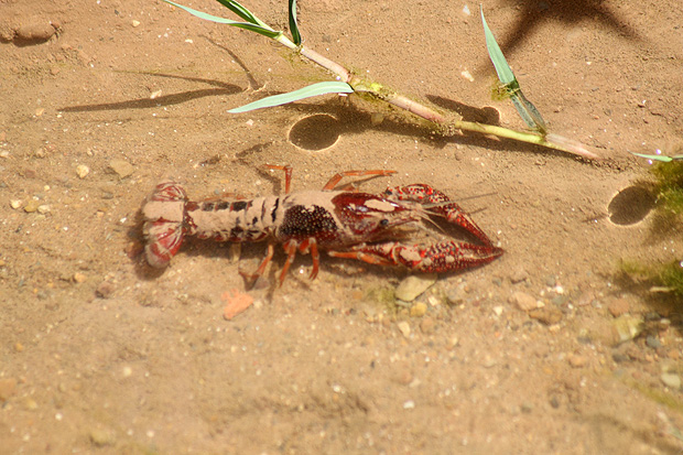 Río Jabalón. Ciudad Real. Julio 2009.