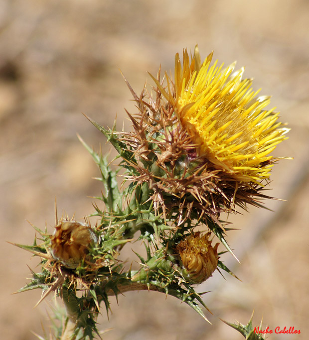 Río Jabalón. Ciudad Real. Julio 2009.