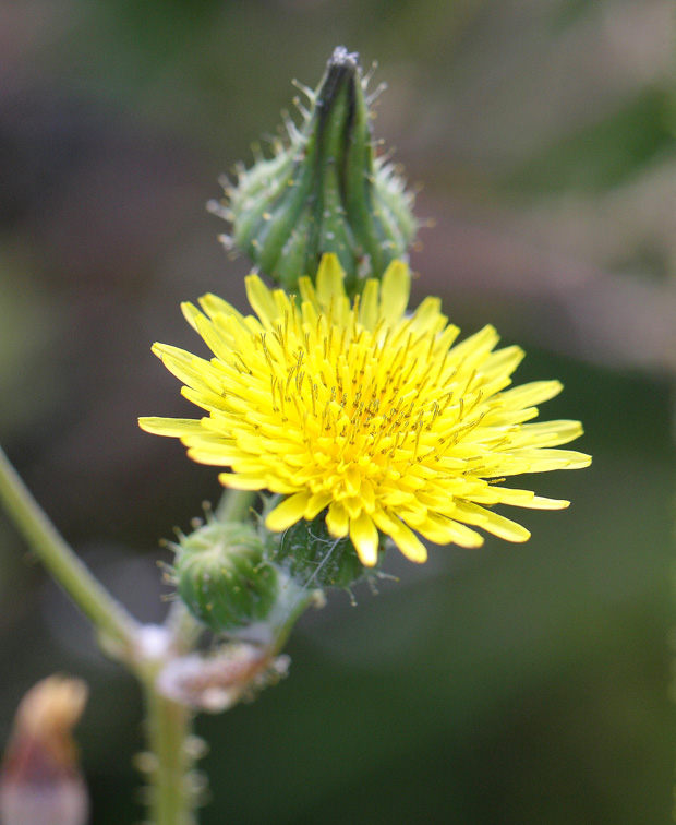 Los Pinos. Puertollano. Mayo 2010.